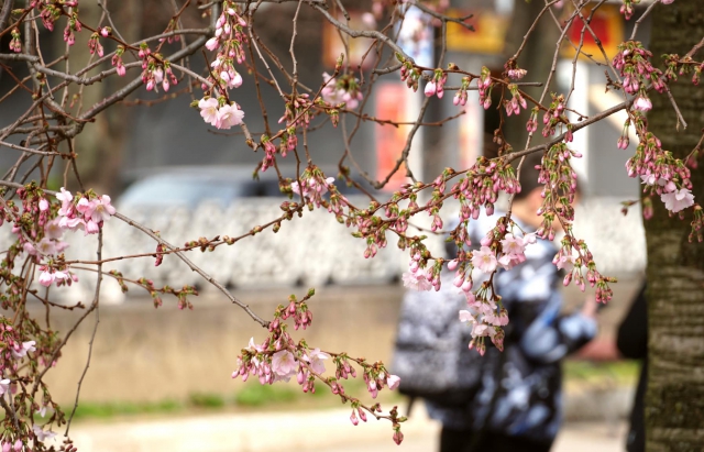 Сезон масового цвітіння цих дерев залежить від погоди, в останні роки він починається всередині квітня.