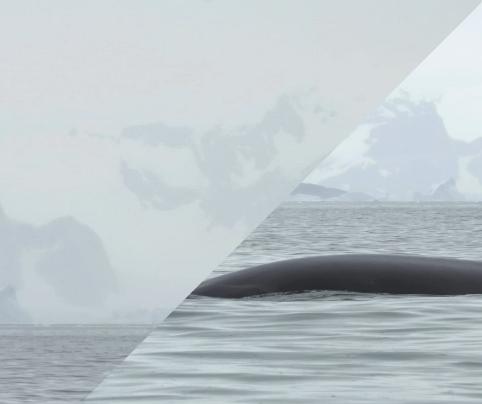 Українські вчені вперше зустрілися з одним із найбільших китів у світі.