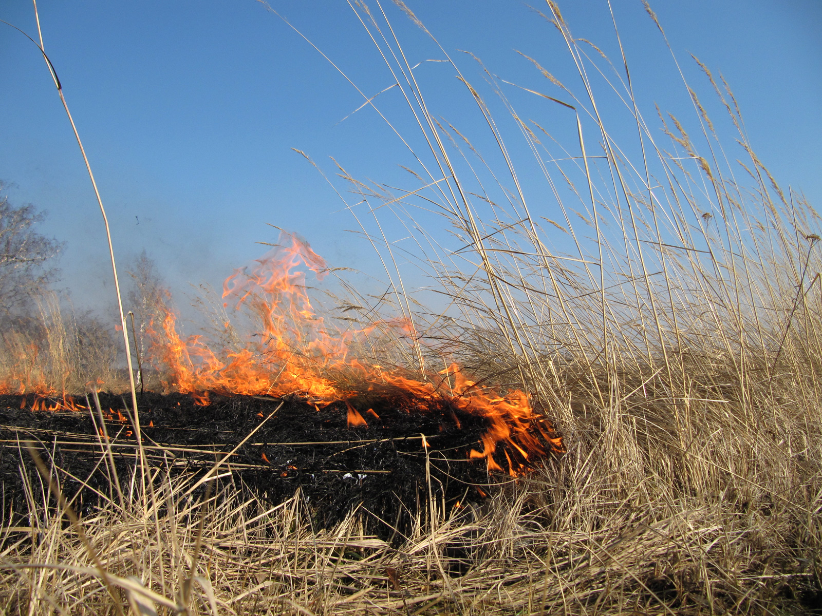 Огонь в экосистемах набирает обороты в Закарпатье.