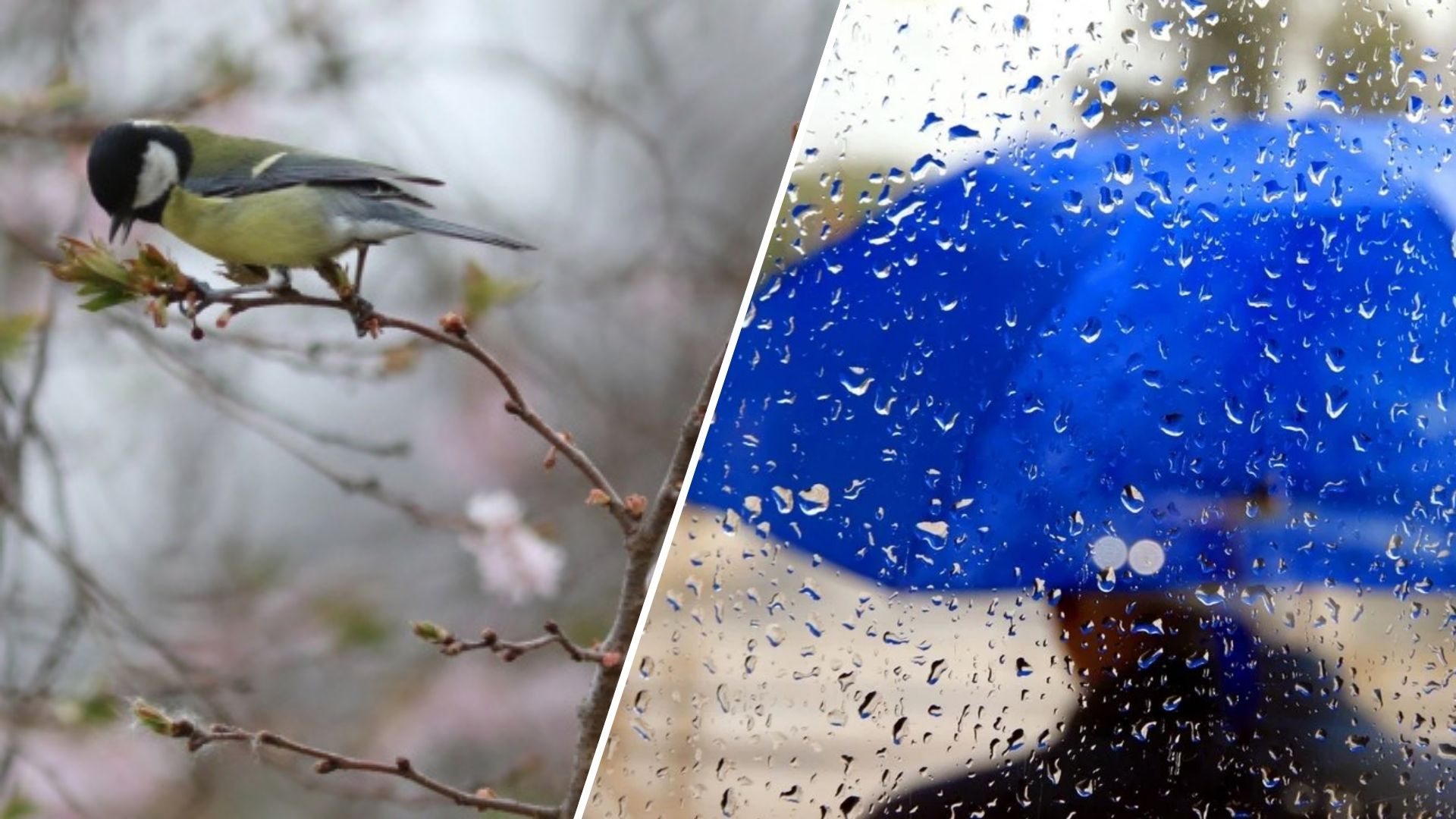 On Tuesday, April 2, the weather almost throughout Ukraine will still be warm and dry, but in the west of the country it will get colder and rain.