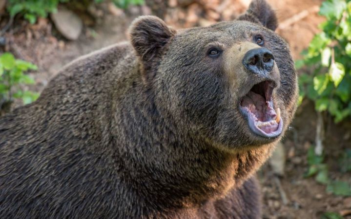 На Прикарпатті ведмедиця жорстоко пошматувала грибника: лікарі боролися за життя чоловіка кілька годин (ФОТО)