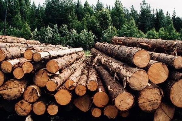 Свою точку зрения относительно возможной отмены моратория на вывоз леса-кругляка с территории Украины рассказали председатель 