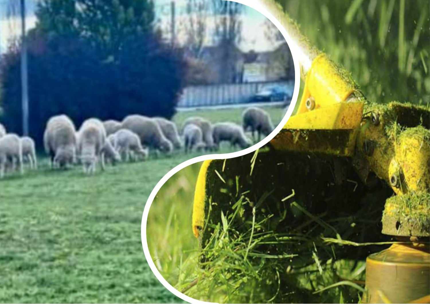 Facebook was amused by a flock of sheep grazing in the center of Uzhgorod.