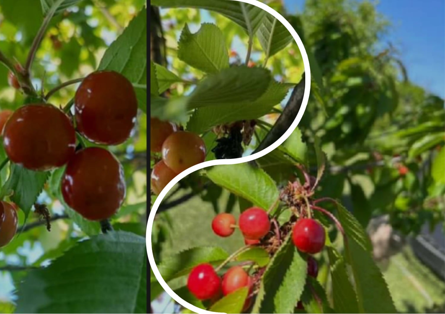 В Ужгородской области в садах созревали вишни.