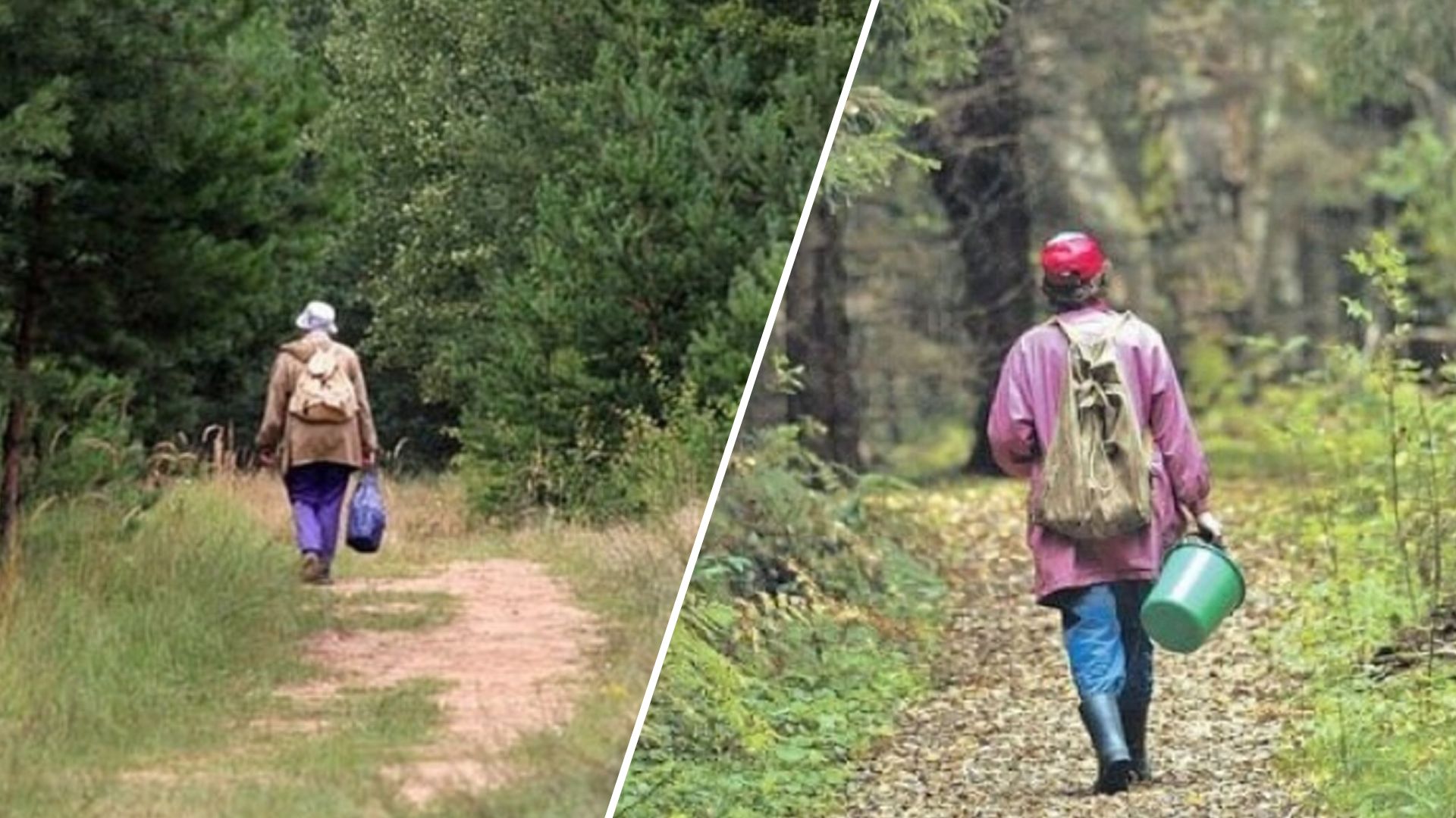 В Хустском районе уже собирают осенние дары леса: что выставлено в сети? (ФОТОГРАФИИ)