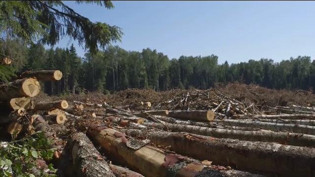 Більшу частину лісу на Закарпатті вирубали під виглядом санітарних рубок, а необроблена деревина йшла "зацікавленим" – прокуратура