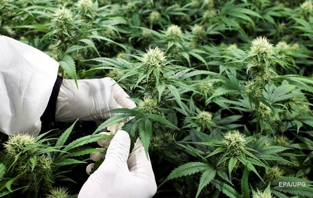 Компанія вже веде переговори з виробником наркотичної рослини, а акції виробників канабісу зросли в ціні.