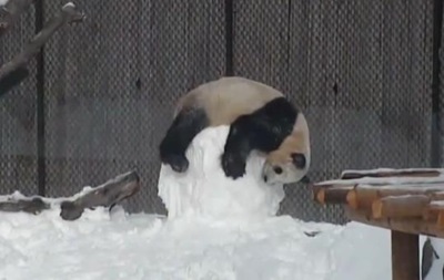 Видеозапись, на котором панда играет со снеговиком, набирает популярности среди пользователей интернета.