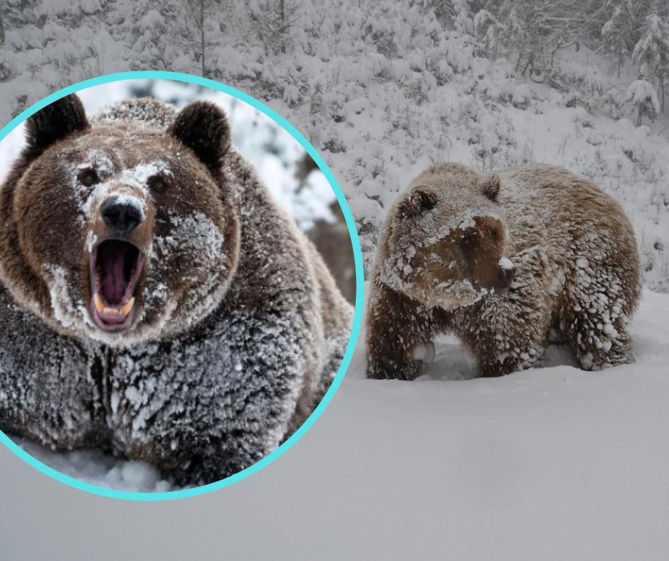 В нацпарку “Синевир” лише 3 ведмеді залягли в зимову сплячку.