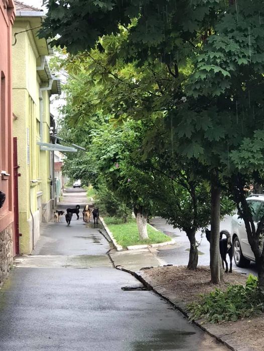 Зграю агресивних собак помітили на вулиці Івана Франка у Берегові, поряд із дитячим садком.