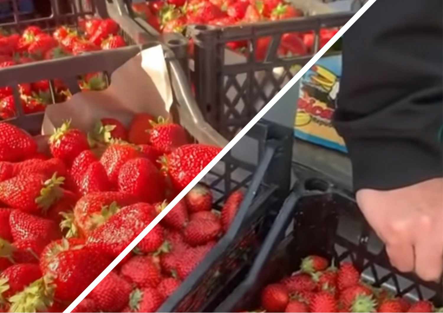 "Даремна ягода": на закарпатському ринку торгують полуницею за не реально низькою ціною (ВІДЕО)