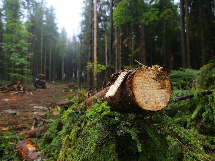 Напередодні в прокуратурі Закарпатської області заявили, що два закарпатські лісівники нанесли збитків на 2,6 мільйона гривень. На таку інформацію офіційно відреагували й лісівники.
