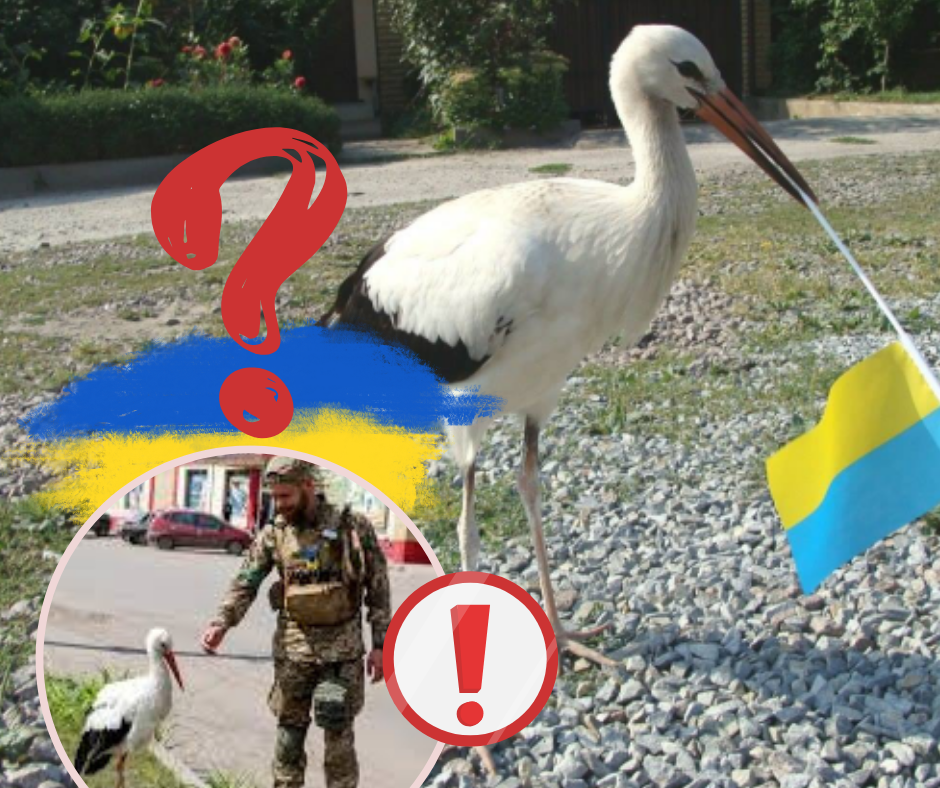 Унікальне явище на Закарпатті - люди тішаться: птахи дали "добрий знак" і символічно підтримали Україну (ФОТО)
