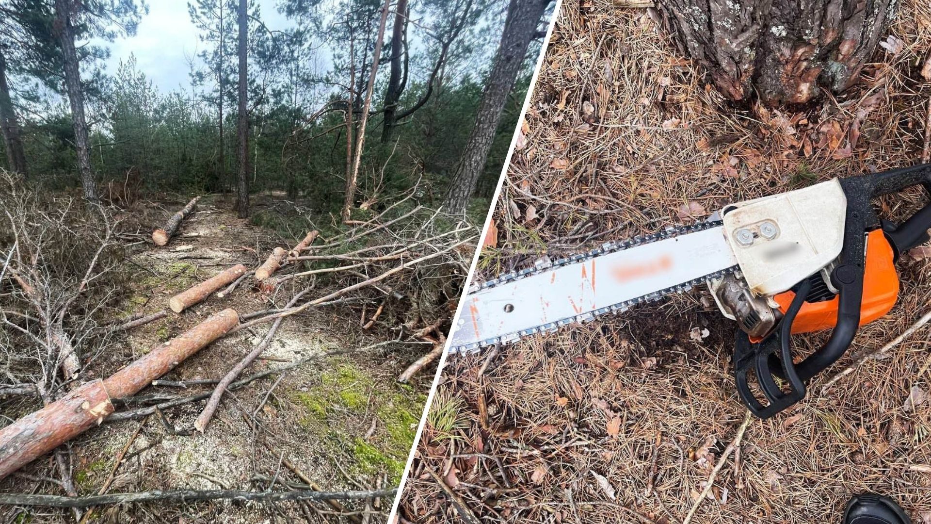 На Рівненщині поліцейські викрили зловмисників, які незаконно вирубували ліс.