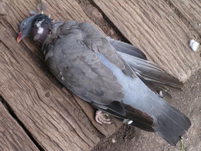 Десятки птиц погибли в центре Львова (ВИДЕО)