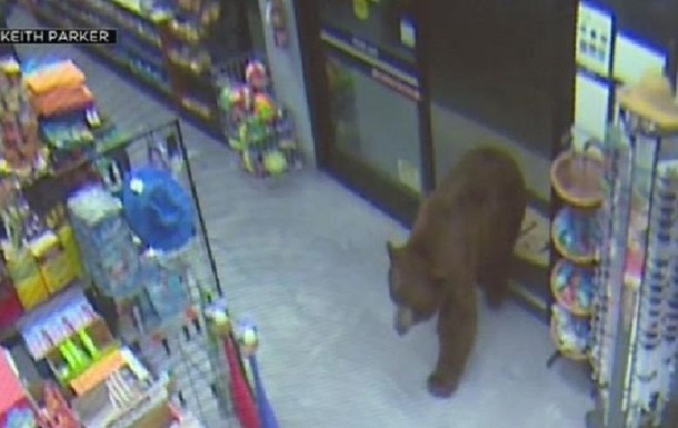 Пока медведи залезли в магазин, один из покупателей ударил животное. Такое поведение медведя не понравилось.