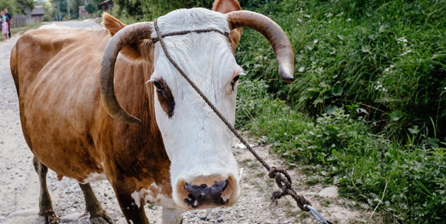 У Тихому на Великоберезнянщині люди, щоб не виїжджати на заробітки, тримають по 5-7 корів і годують “молочкою” навколишні села й міста.