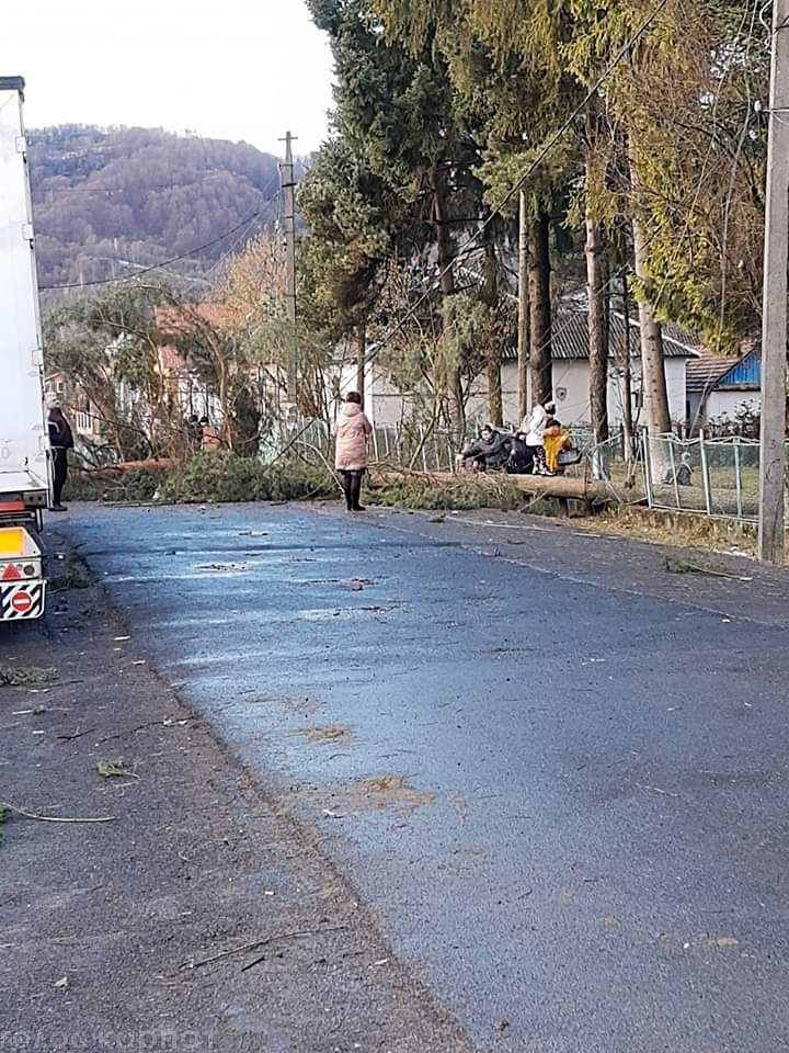 В результате шквального ветра на автомобильную дорогу неподалеку общеобразовательного учреждения упало дерево. 