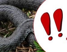 На Закарпатті виявили найбільшу змію у Є...