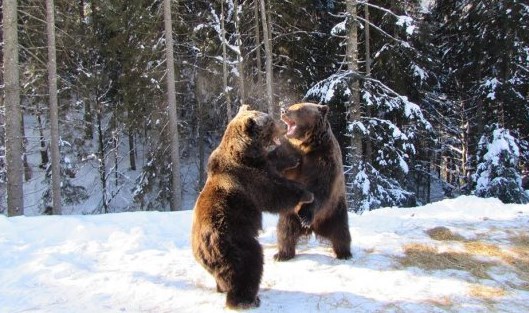 У Національному природному парку «Синевир», у реабілітаційному центрі для бурих ведмедів, цього сезону в зимову сплячку впали 6 клишоногих. 
