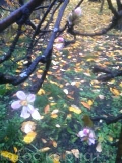 В Імстичеві, что на Иршавщине, в последний месяц осени зацвела яблоня.