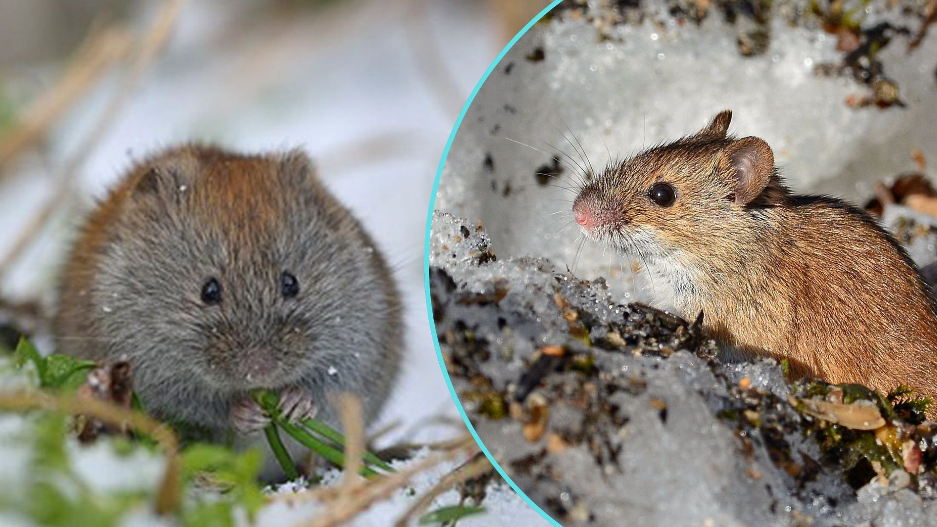 Закарпатські домівки та угіддя почали "атакувати" мишоподібні гризуни: як з ними боротись
