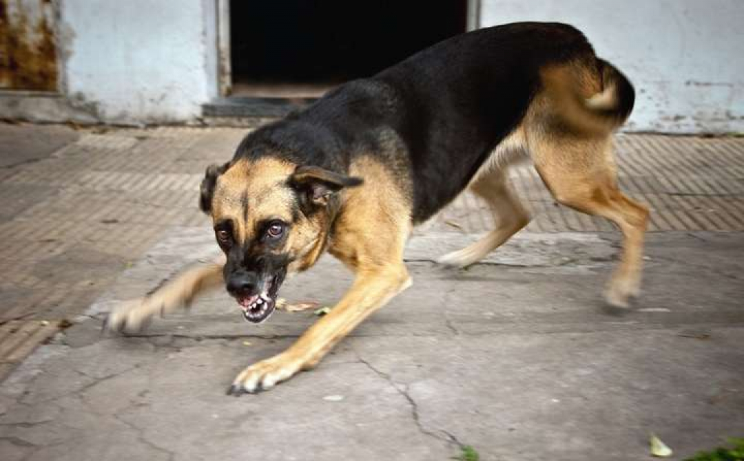 На території Ужгородського району зафіксовано небезпечне захворювання серед собак – сказ.