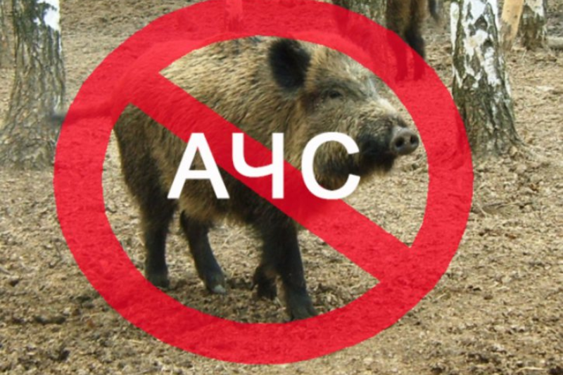 Наразі для локалізації та недопущення розповсюдження збудника африканської чуми свиней вживають необхідні заходи.
