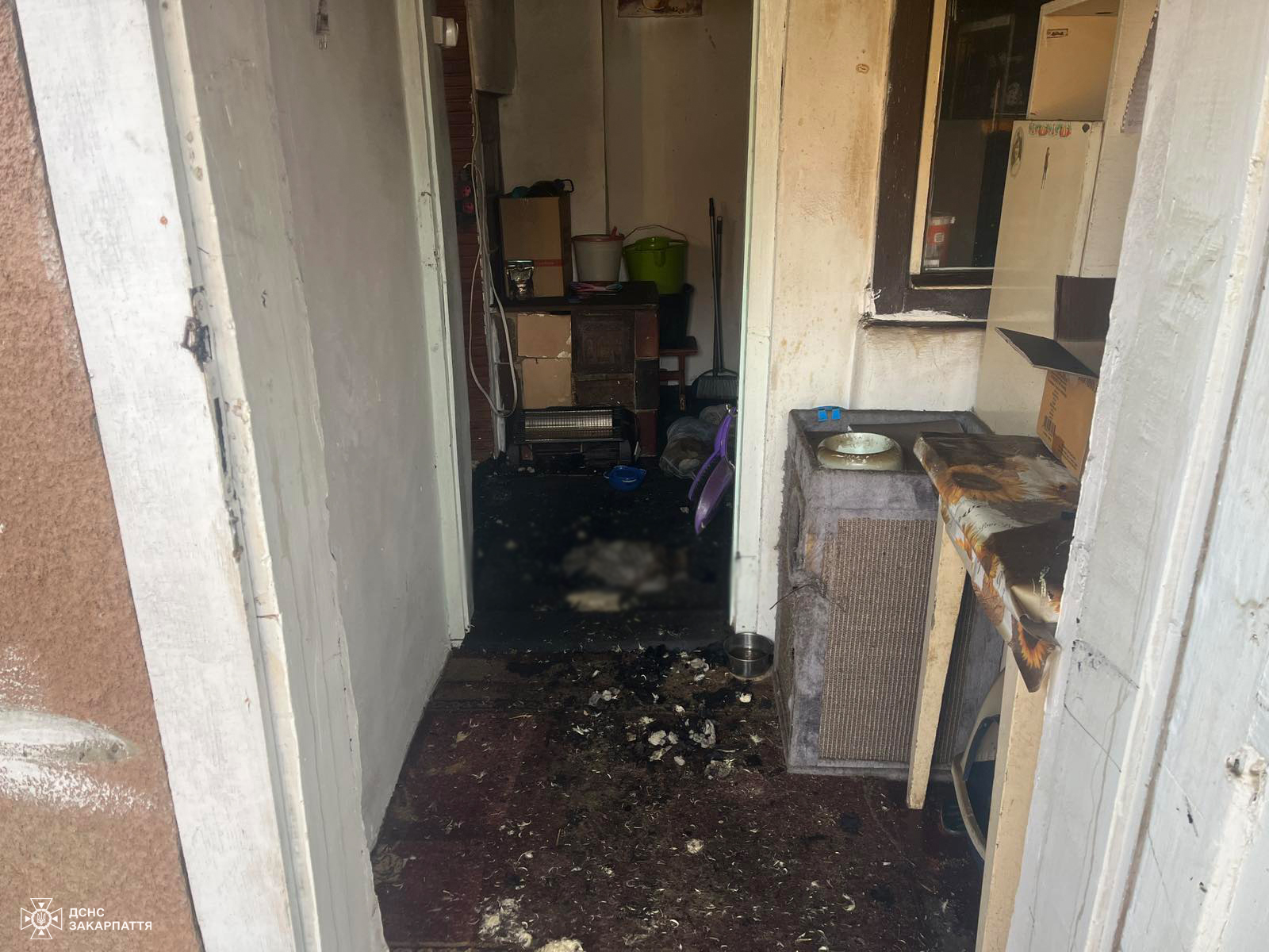 Під час пожежі у житловому будинку в Берегові загинуло 19 котів.