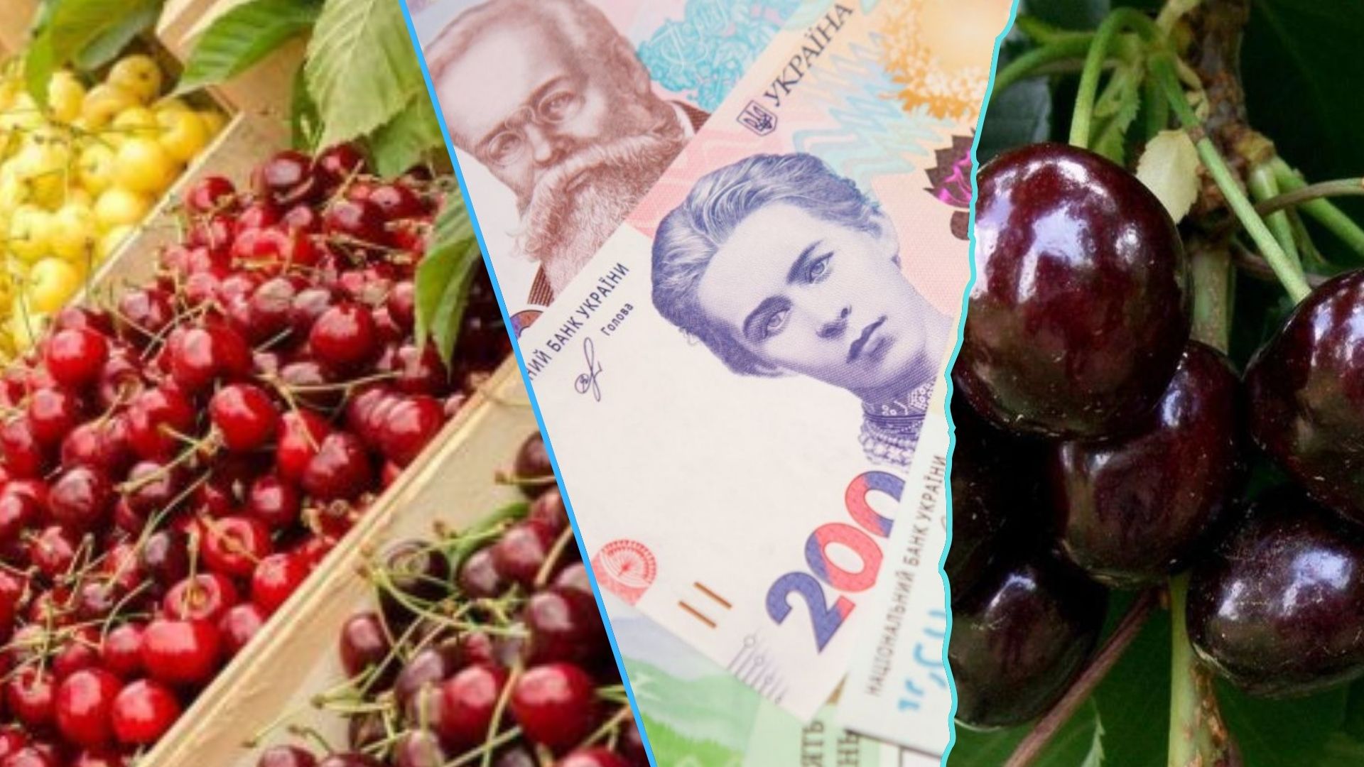 Сезон черешни из Закарпатья по всей Украине: когда ждать первых ягод на прилавках и что будет с ценами