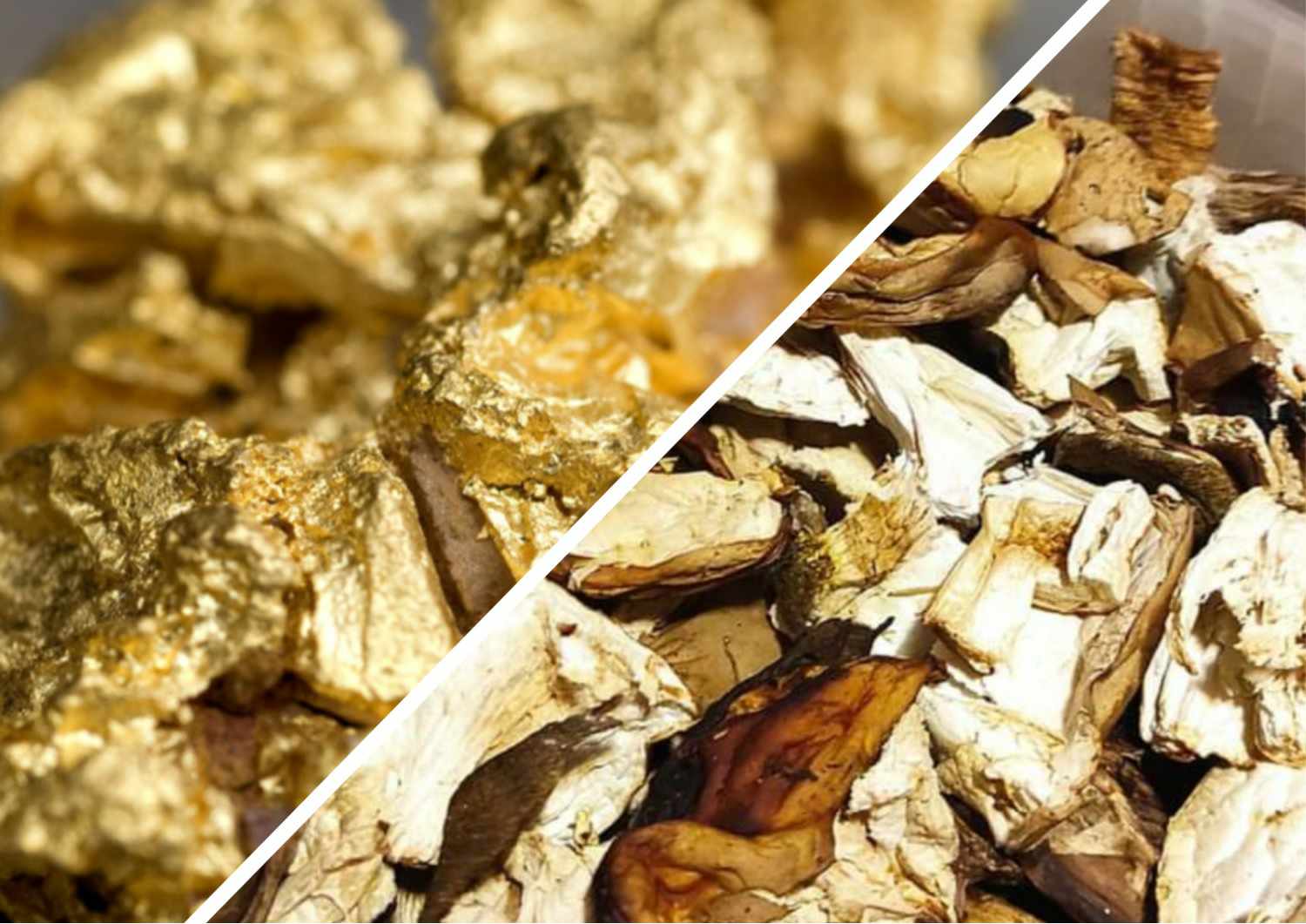 На Закарпатті у попиті "золотий гриб": в яку суму оцінюють кілограм "білого золота" в сушеному вигляді? (ФОТО)