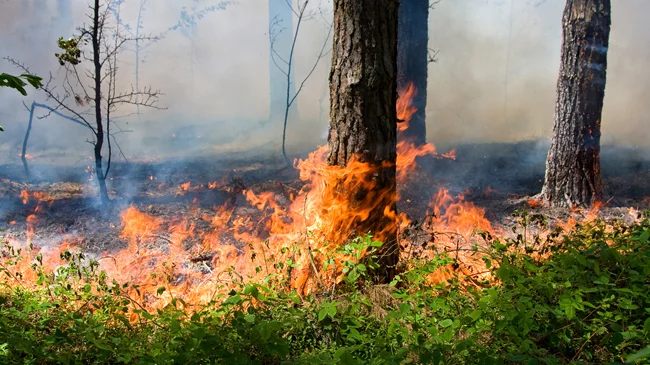 Пожежу загасили cилами працівників державної лісової охорони.