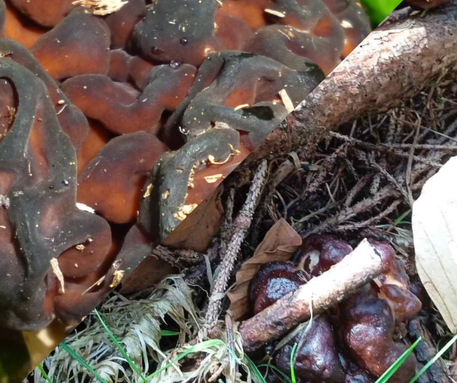 Весенний вид гриба был обнаружен во второй декаде апреля, на территории парка в ПНДВ «Синевир».