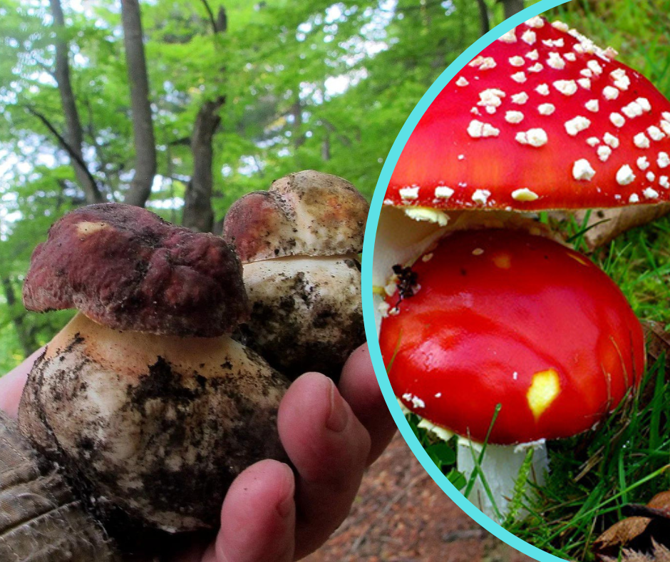 Первые весенние грибы появились на Закарпатье.