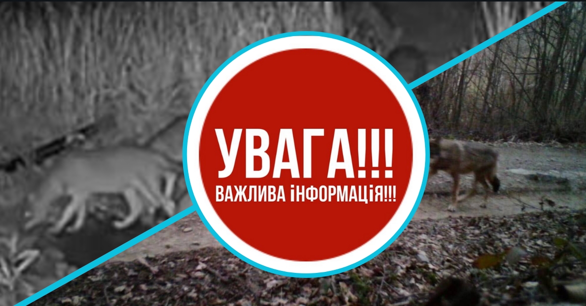 Небезпека підкрадається все ближче: в ОВА переймаються збільшенням популяції диких м'ясоїдів