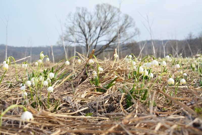 Csak szemlélheti: A nárciszok völgyét virágszőnyeg borítja (FOTÓK)