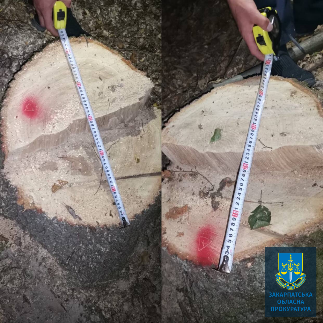 За даними слідства, близько року тому місцевий житель за відсутності лісорубного квитка спиляв дерева у лісовому масиві в урочищі «Бобово». 
