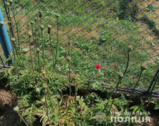 У Великоберезнянському та Мукачівському районах жителі незаконно вирощували на своїх присадибних ділянках снодійні рослини маку. 