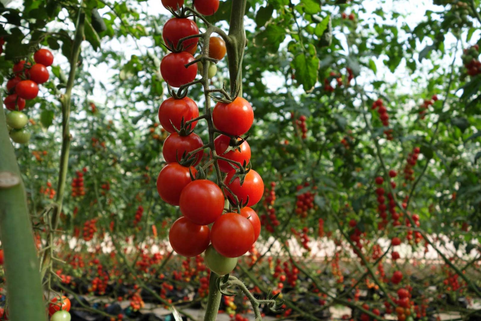 Аналітики назвали причини зростання цін на томати.
