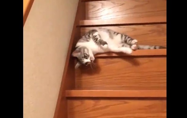 Животное научилась спускаться по лестнице лежа.