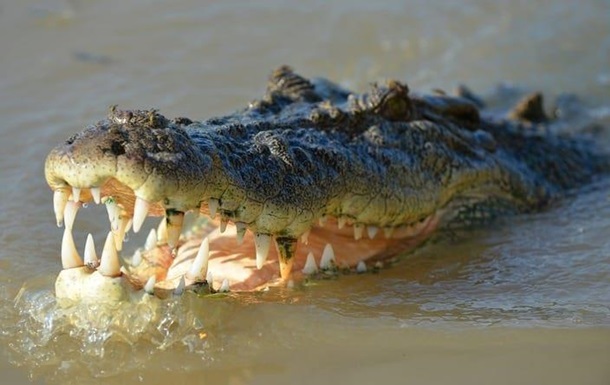 Крокодил напав на журналіста Financial Times Пола МакКліна.

