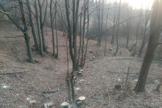 Співробітники Хустського відділу поліції виявили вирубку дерев в селі Нанково та встановили особу чоловіка, який їх зрізав.