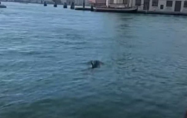 У водах Венеції помітили дельфінів (ВІДЕО)