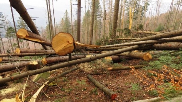 Прокуратура зареєструвала кримінальне провадження за фактом незаконних масштабних порушень природоохоронного законодавства на території декількох лісництв Тячівського району.