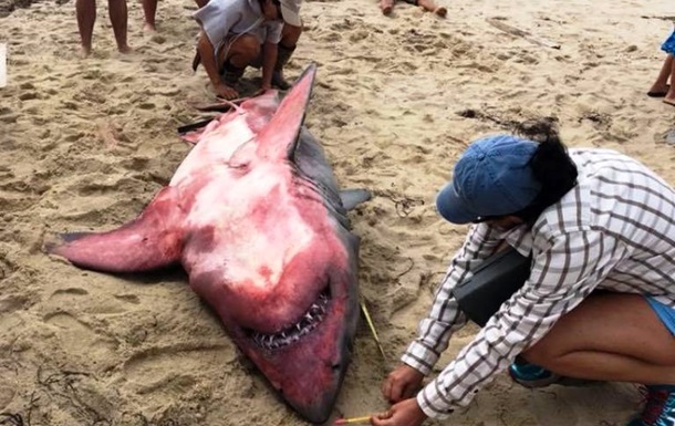 Велику білу акулу незвичного забарвлення виявили на березі в американському штаті Массачусетс.
