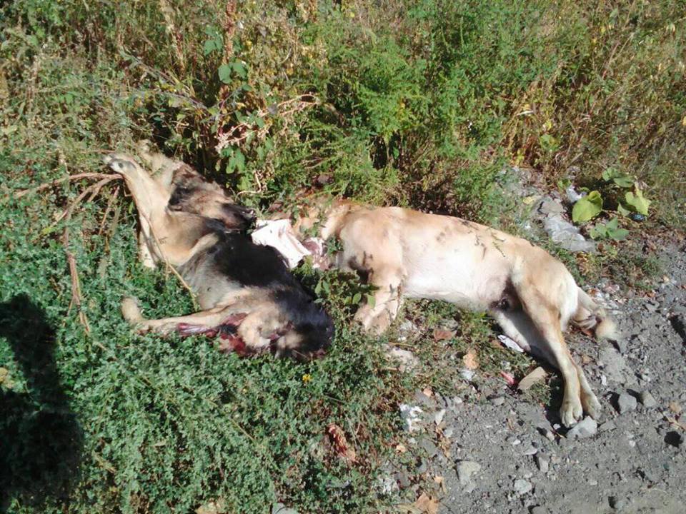 Тіла двох собак виявили на вулиці Антонівська.