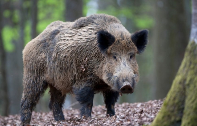 Африканська чума свиней вже на Виноградівщині, а на Берегівщині приймають запобіжні заходи.