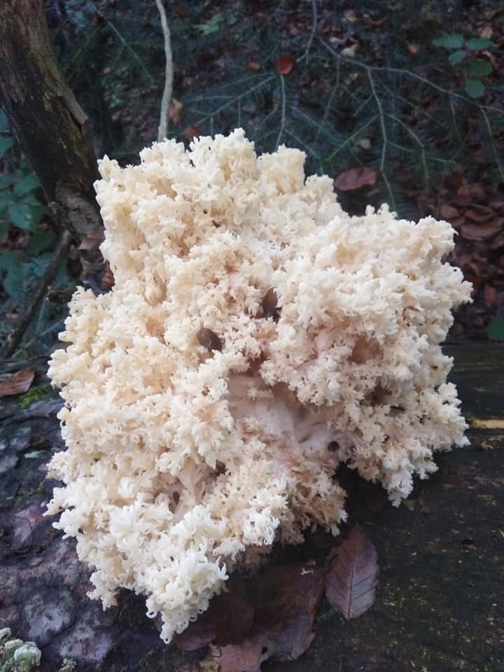 Осінній сезон грибів у Закарпатських лісах набирає масштабів. І попри те, що у горах у певних районах вже сніжно,  «білим золотом» із низин вихваляються у мережі.