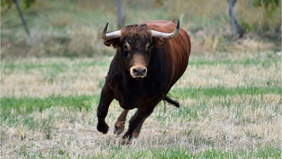 Хотіла нагодувати тварину: бик забив 64-річну жінку на смерть