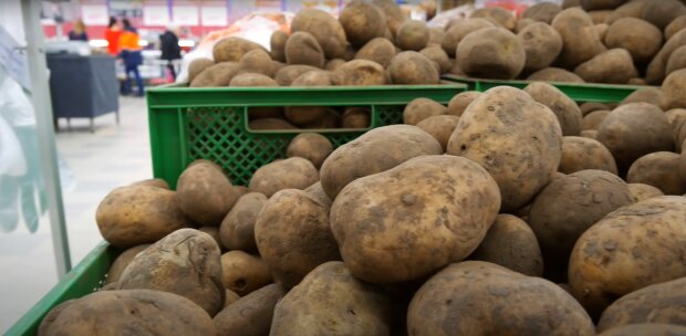 В Україні почала дешевшати картопля – вперше з жовтня 2023 року.